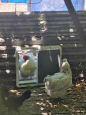 Whitey poserar i dörröppningen!