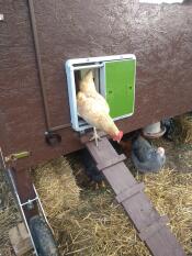 Kyckling som kommer ut ur ett trähus med Omlet grön automatisk dörr till ett hönshus