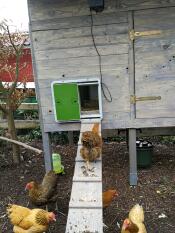 En kyckling som går uppför en ramp till ett hönshus med en automatisk dörröppnare.