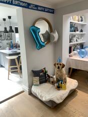 En hund omgiven av födelsedagspresenter, på sin nya grå säng