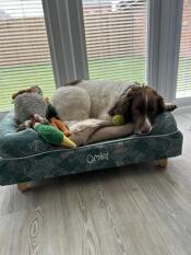 Sid spaniel med sengångare, anka och morot!