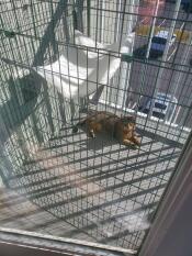 En kattbalkong med en katt inne i solen