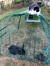 En katt på toppen av en Eglu Go förlängning som tittar på några kaniner