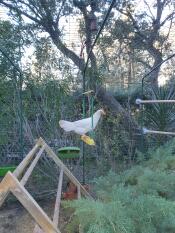 En vit kyckling på en kycklinggunga i en trädgård