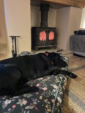 En stor hund som sover på midnight meadow cushion hundbädden.