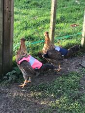 Darcy och pip i sina nya snygga Omlet jackor!