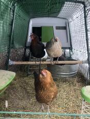Omlet grönt Eglu Cube stort hönshus med höns och springa med höns och Omlet universell hönsställning