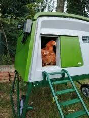 Grönt Eglu Cube stort hönshus med höns och springa med höns