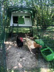Två höns i en springa med ett Cube hönshus