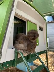 Fluffig grå kyckling vid dörren till ett Cube hönshus