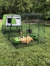 Ett stort grönt Eglu Cube hönshus med en löpning och massor av bruna höns där inne.