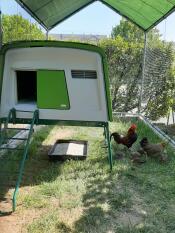 Omlet grönt Eglu Cube stort hönshus i löpning