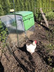 Omlet grönt Eglu Cube stort hönshus med hönsgård och springa med höns