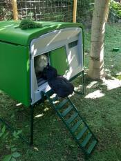 En kyckling som går ner för stegen i en Eglu Cube mk2 coop.