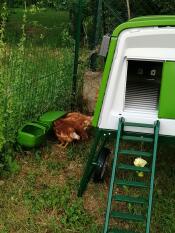 Grönt Eglu Cube stort hönshus och springa in Omlet gå in i hönsgården