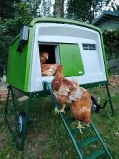 Grönt Eglu Cube stort hönshus med höns och springa med höns