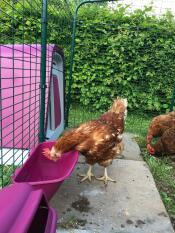 Eglu Go fäst vid en gång i en hönsgård
