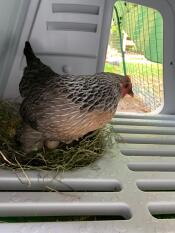 En kyckling som täcker sina ägg i sitt hönshus