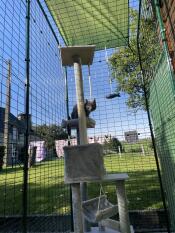 En grå kattunge som leker på ett kattträd i sitt balkongutrymme