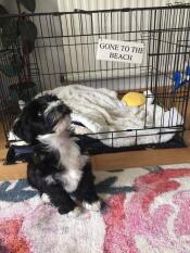 Jag älskar att komma tillbaka till min Fido Classic den!