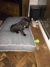 Cooper testar sin nya säng när han är 8,5 veckor gammal. han måste växa in i den lite. 
