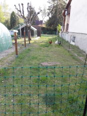 Höns i trädgården med Omlet kycklingstängsel