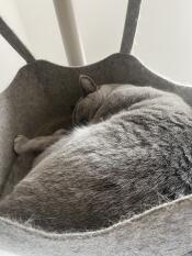 En grå katt som sover vilsamt i hängmattan i sitt inomhusträd