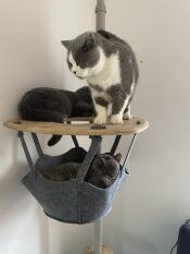 Tre katter som delar hyllan på sitt inomhusträd