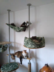 Vilken fantastisk klösbräda. mina katter älskar det.