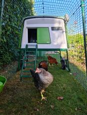 Tre cocottes heureuses i en stor Eglu Cube
