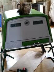 Katt sitter på Omlet grönt Eglu Cube stort hönshus