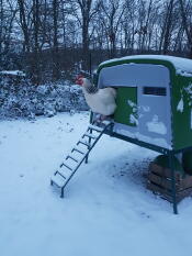 En kyckling som står utanför ett hönshus på Snow.