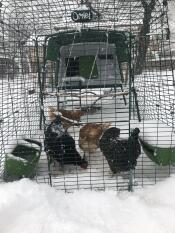 Grönt Omlet Eglu Cube stort hönshus med höns och springa med höns i höns Snow