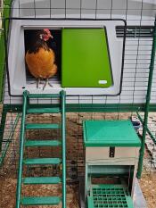 Grönt Omlet Eglu Cube stort hönshus med höns