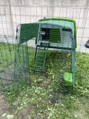 Stort grönt Omlet Cube hönshus med löpning och skydd