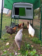 Insidan av Omlet Eglu Cube stor hönsgård med höns
