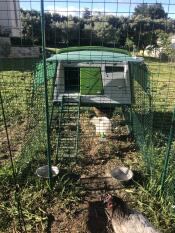 Omlet grönt Eglu Cube stort hönshus och löpning med Omlet löpning för höns i en hönsgård