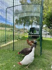 Kycklingar som pickar utanför sin inhägnad.
