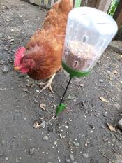 Kyckling och Omlet peck leksak