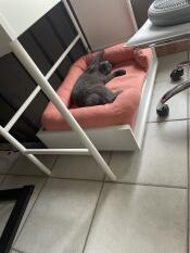 En grå katt som leker i sin rosa bolsterbädd