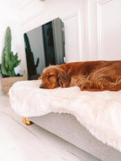 En hund som sover fridfullt på fårskinnet i den här sängen.