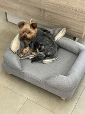 En liten hund som njuter av sin filt och säng
