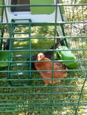 En kyckling i ett Omlet hönshus.