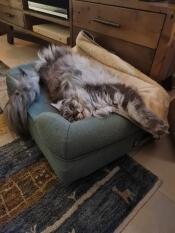En maine coon katt som sträcker sig i sin gröna bolsterbädd