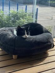 En katt som vilar bekvämt i sin grå donutformade säng