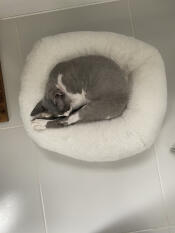 En grå katt som sover fridfullt i sin vita donutformade säng