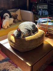 En katt som vilar i en butterscotch Maya donut-kattbädd.