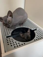 Två katter och deras kattlådor