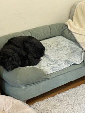 15 kg cockapoo på stor bäddsoffa