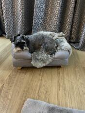 En grå hund som vilar i sin bolsterhundsäng